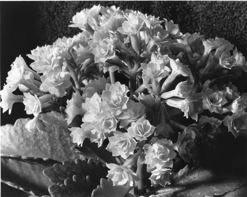 Flowers on Chair