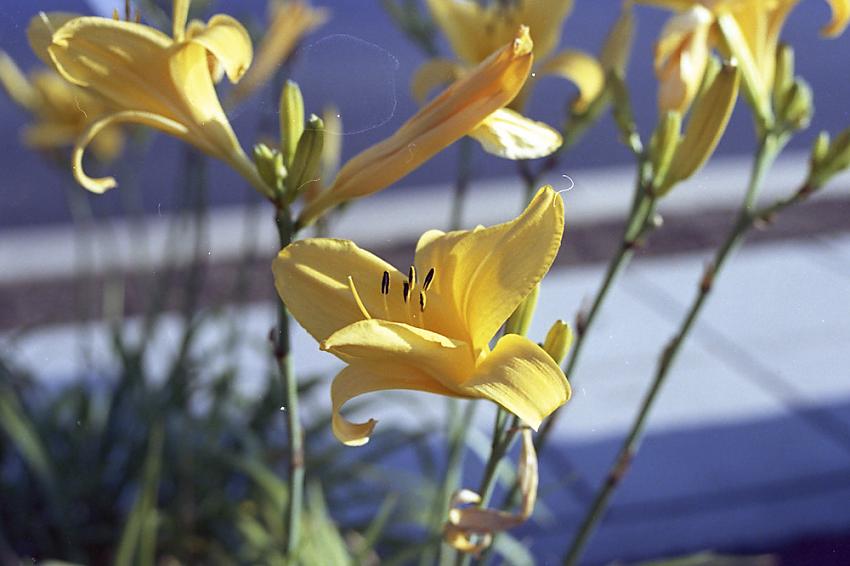 flowers