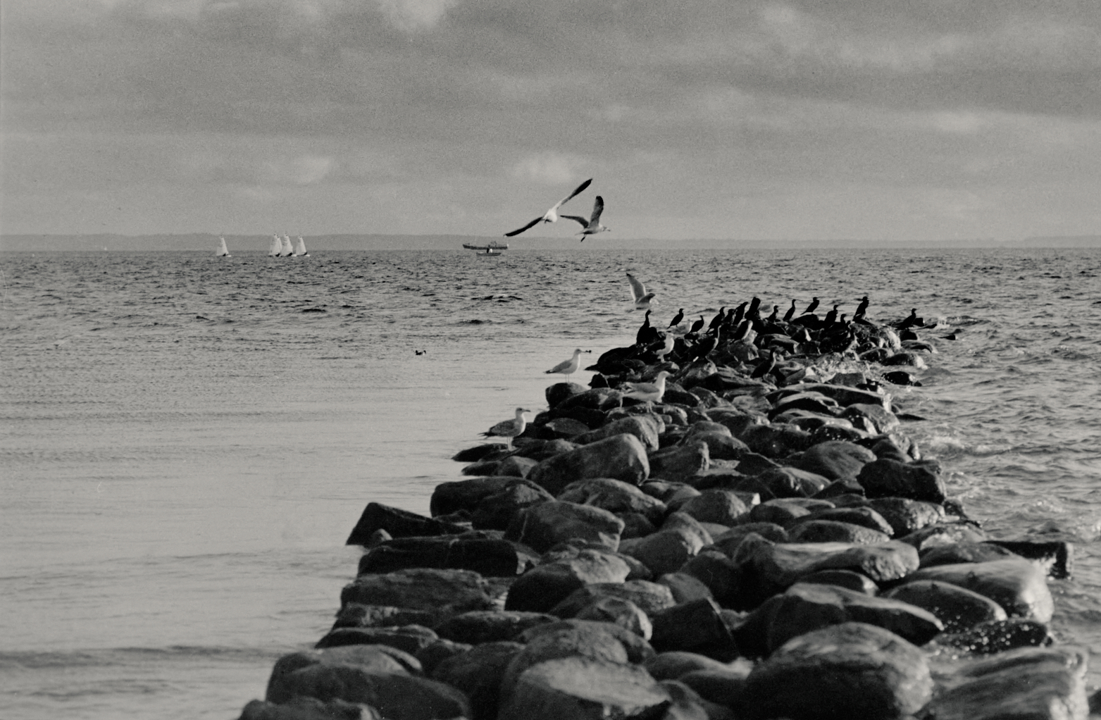 Flying Gulls