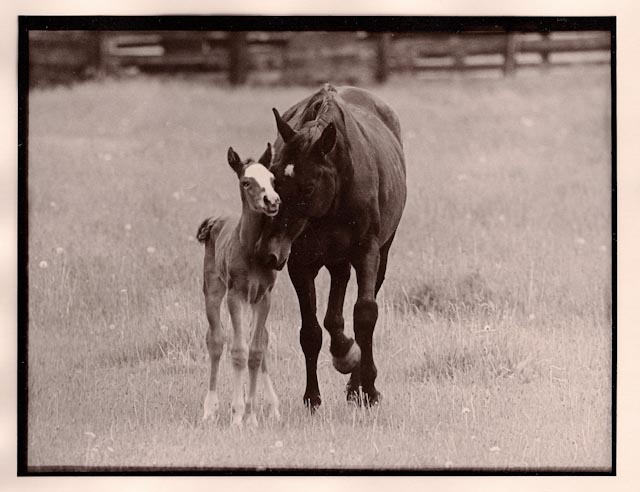 Foal and mother