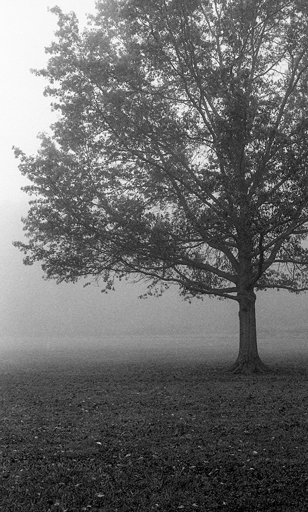 Fog 1