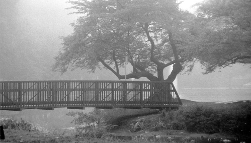 Fog #2