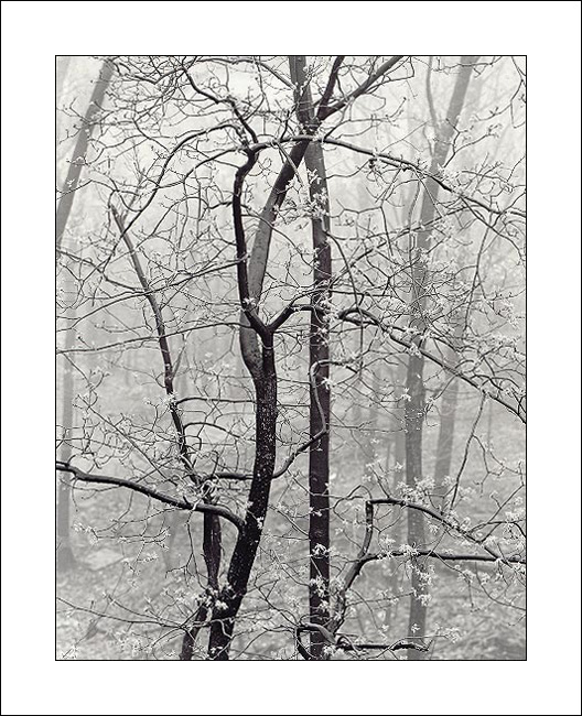 Fog and Early Leaves