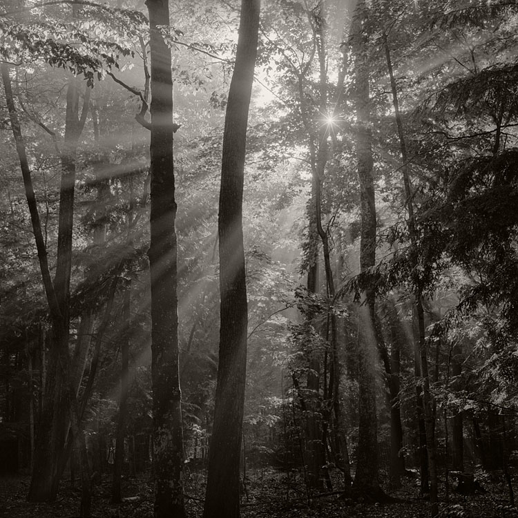 Fog and Sun (Photostock 2009)