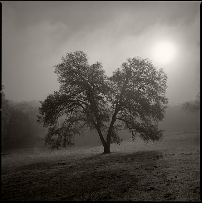 Fog and Sun