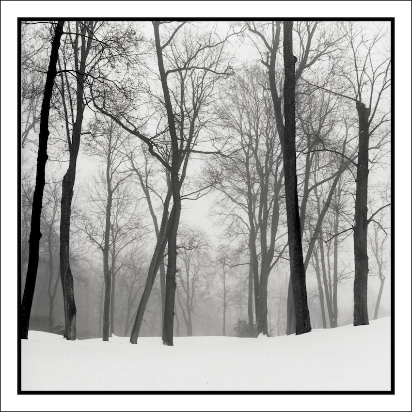 Fog Forest (print)