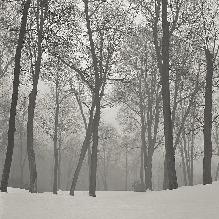 Fog forest