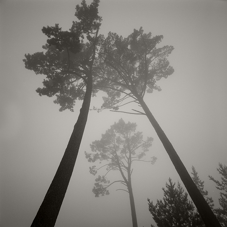 Fog, Oakland Hills 10