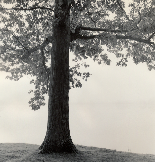 Fog over wigfield lake