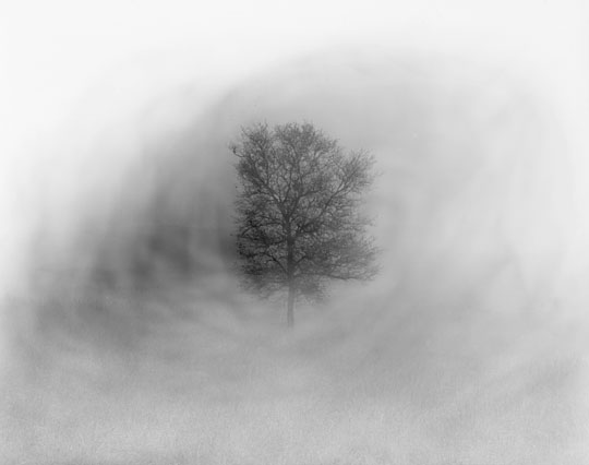 Fog Tree