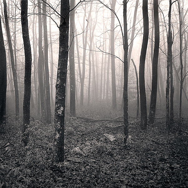 Foggy Forest