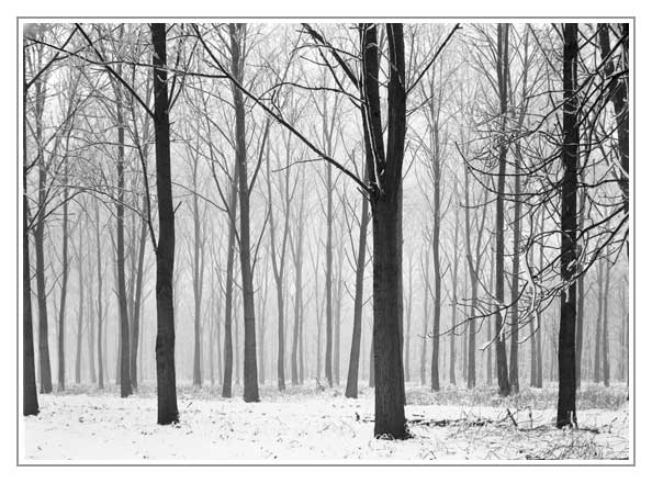 Foggy forest