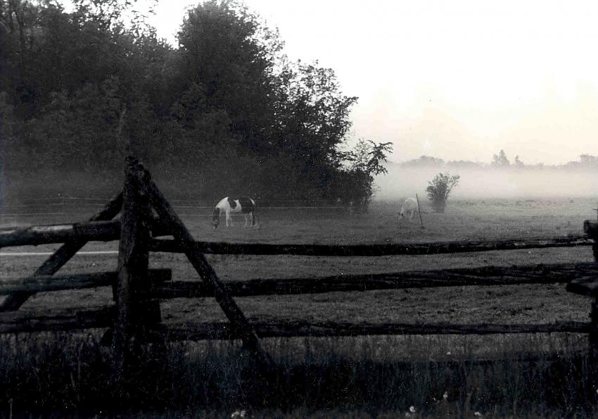 Foggy Morning