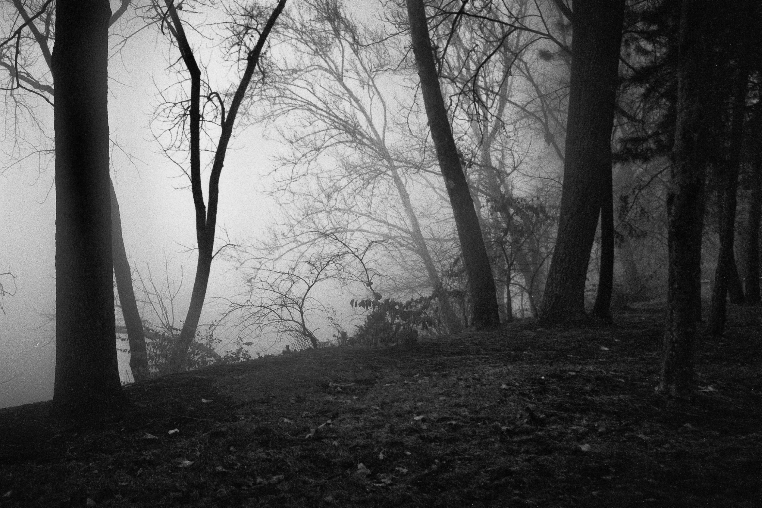 Foggy River Bank.jpg