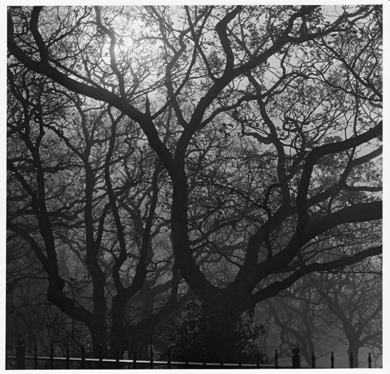 Foggy Trees 23/12/07