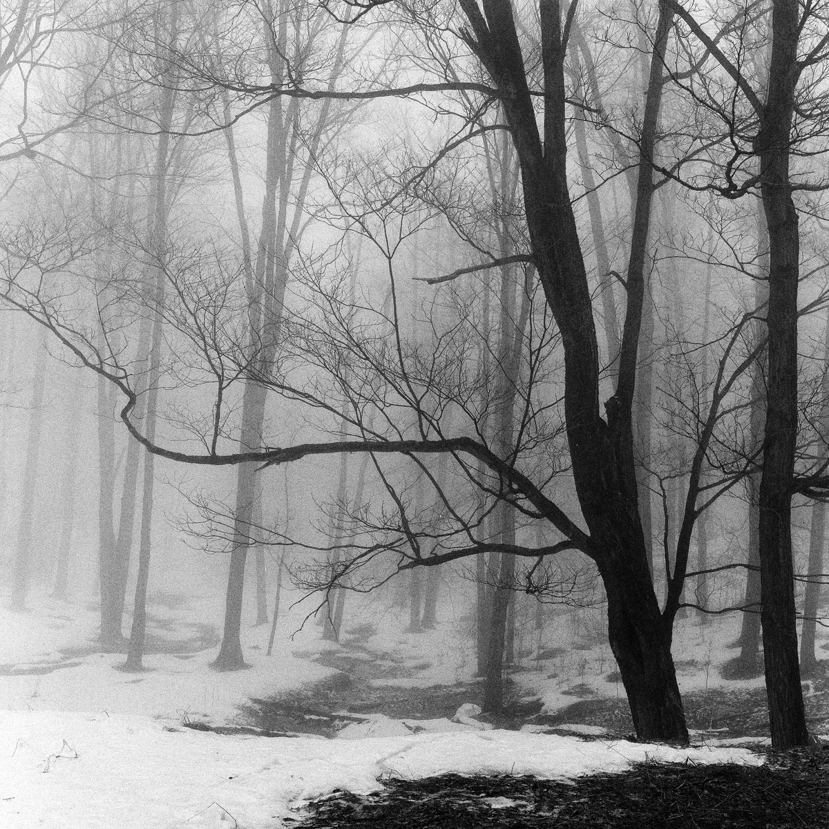 Foggy Trees