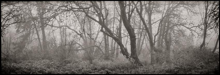 Foggy Tuesday