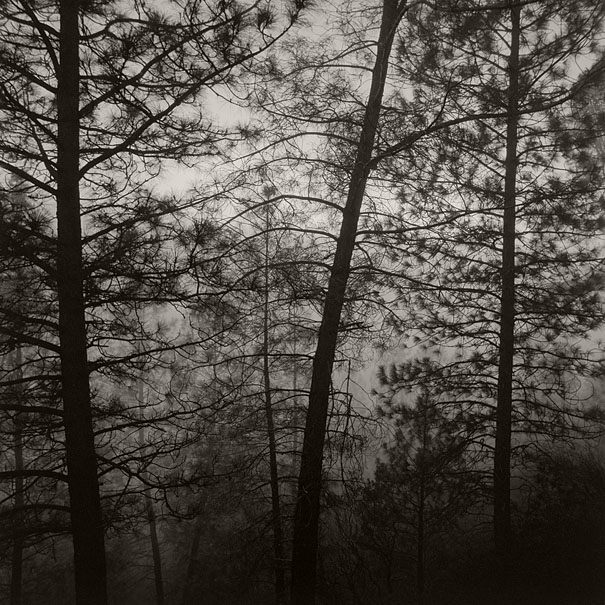 Foggy Yard 3