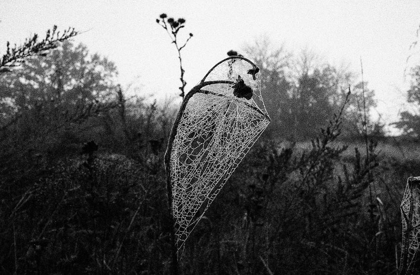 Foggywebs1nwm-003
