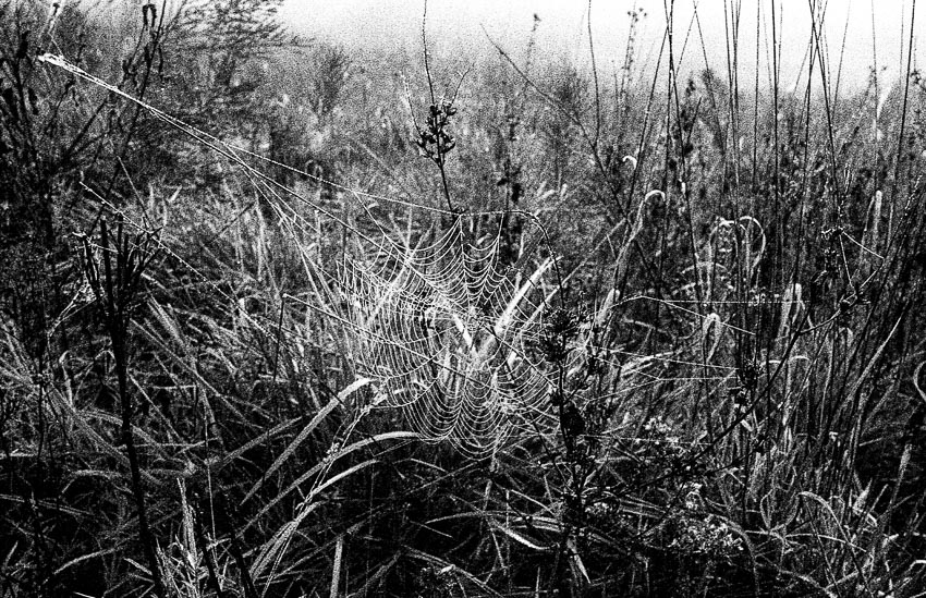 Foggywebs2nwm-010