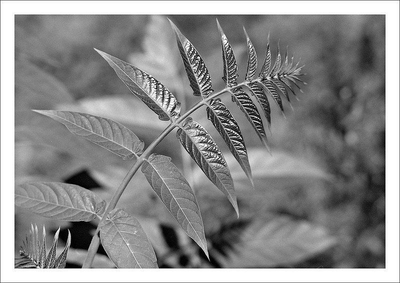 foliage - III