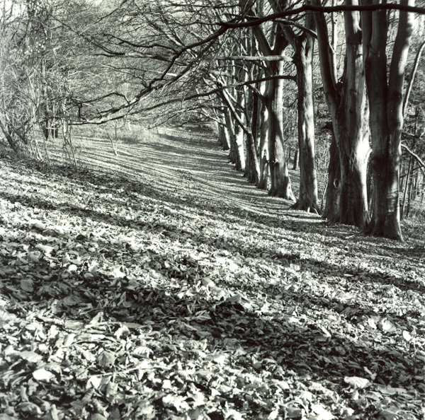 Folliage Walkway