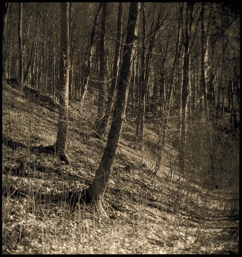 fomaLux-wood