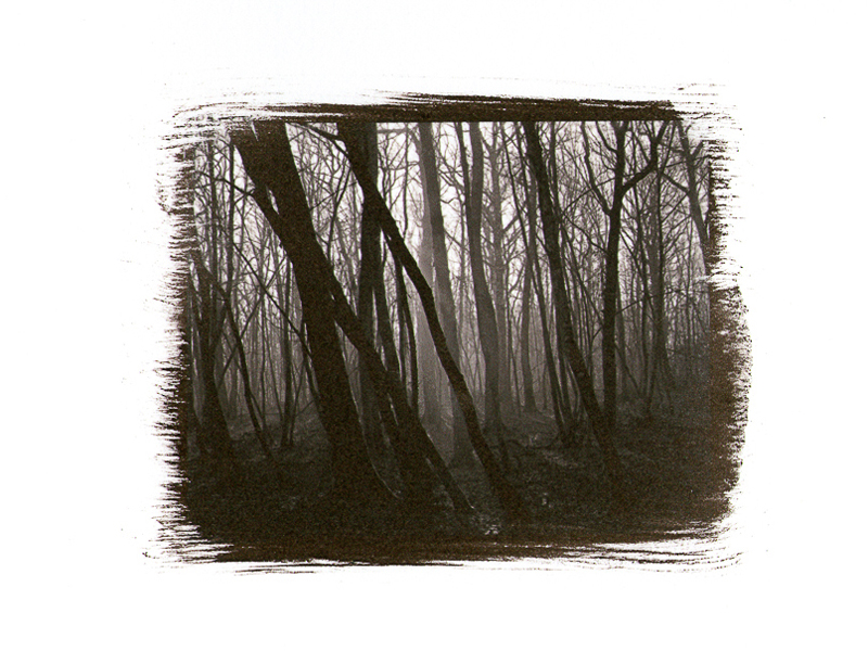 Forêt, 2000