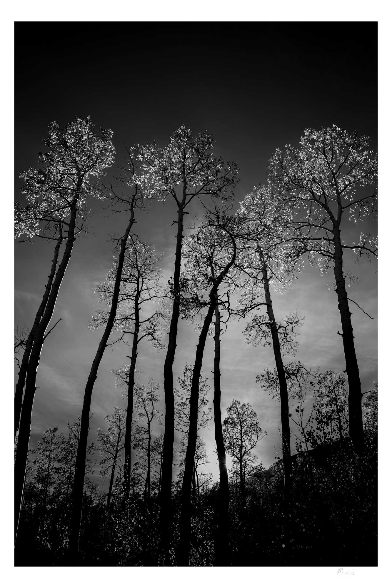 For the Muse to Name-Part of The Pando Collection