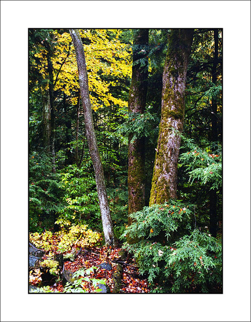 Forest #1