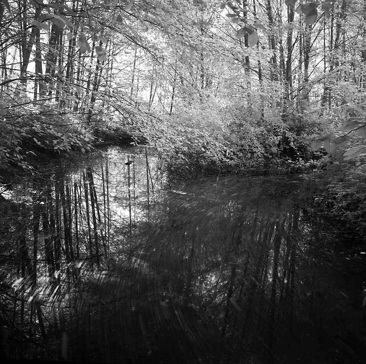 Forest 2 - more from my 1st IR