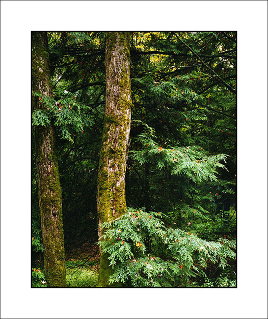 Forest #3