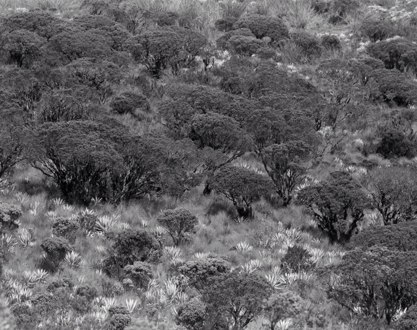 Forest across the valley