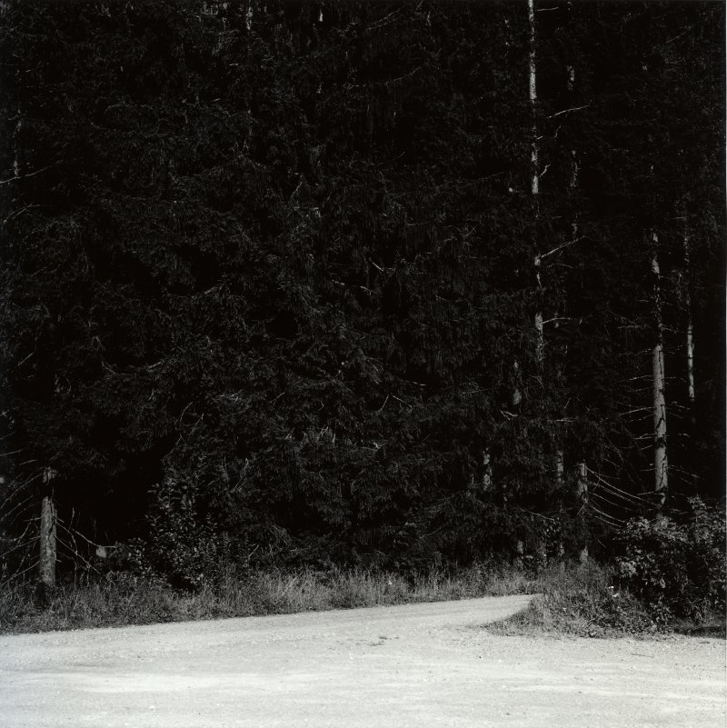 Forest and road