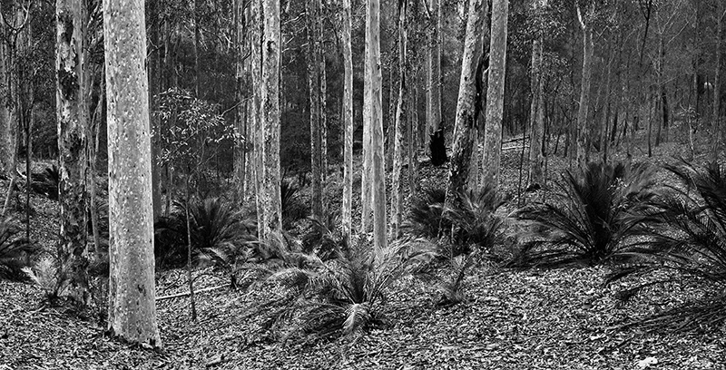 Forest Apug