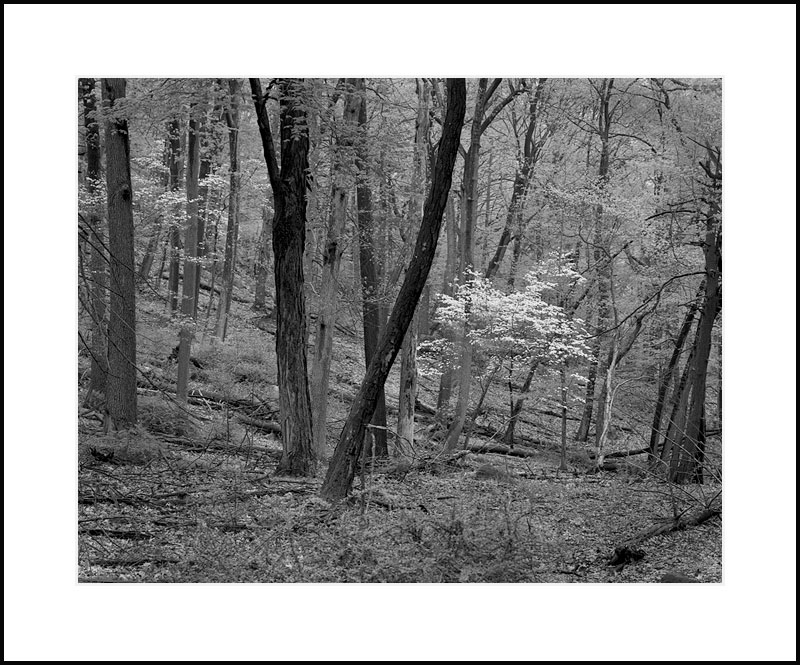 Forest Dogwood