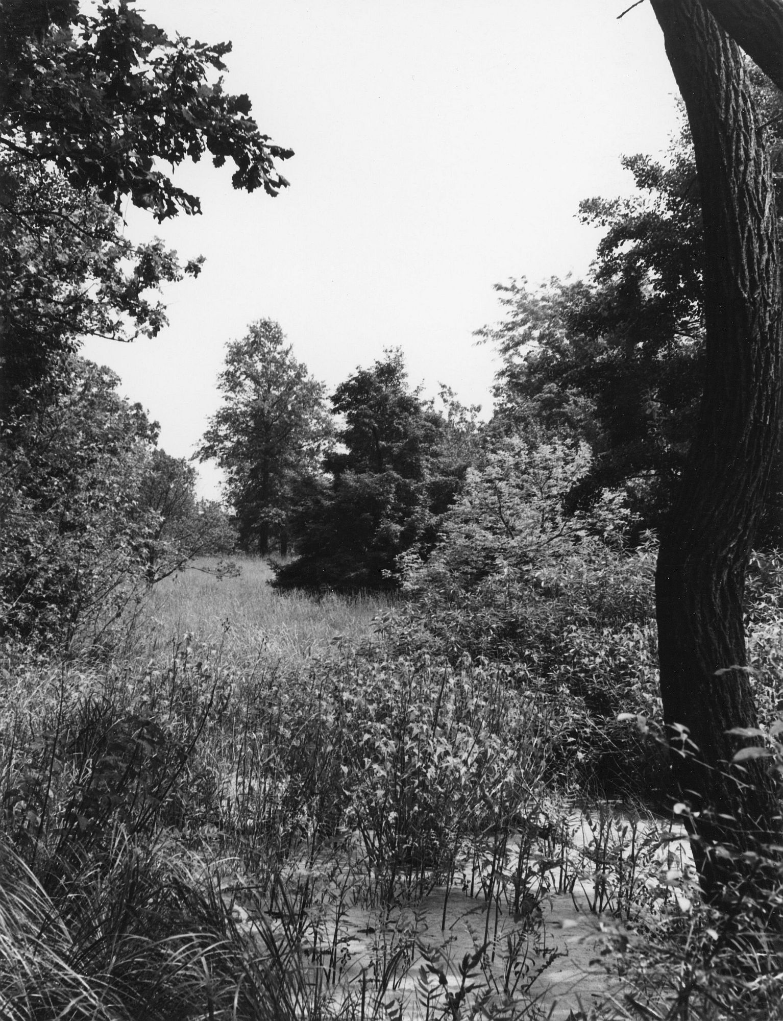 Forest Edge Pond