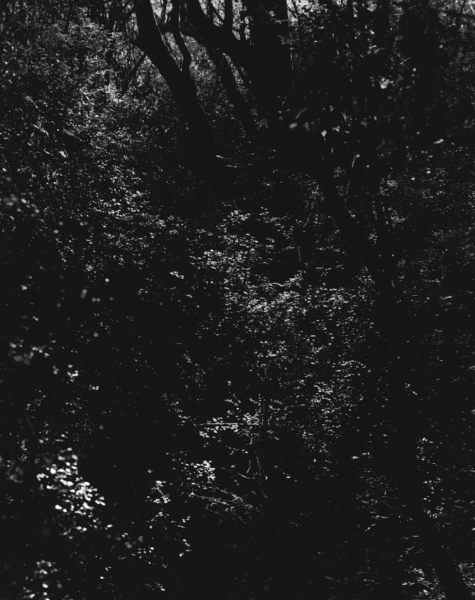 Forest Fairies