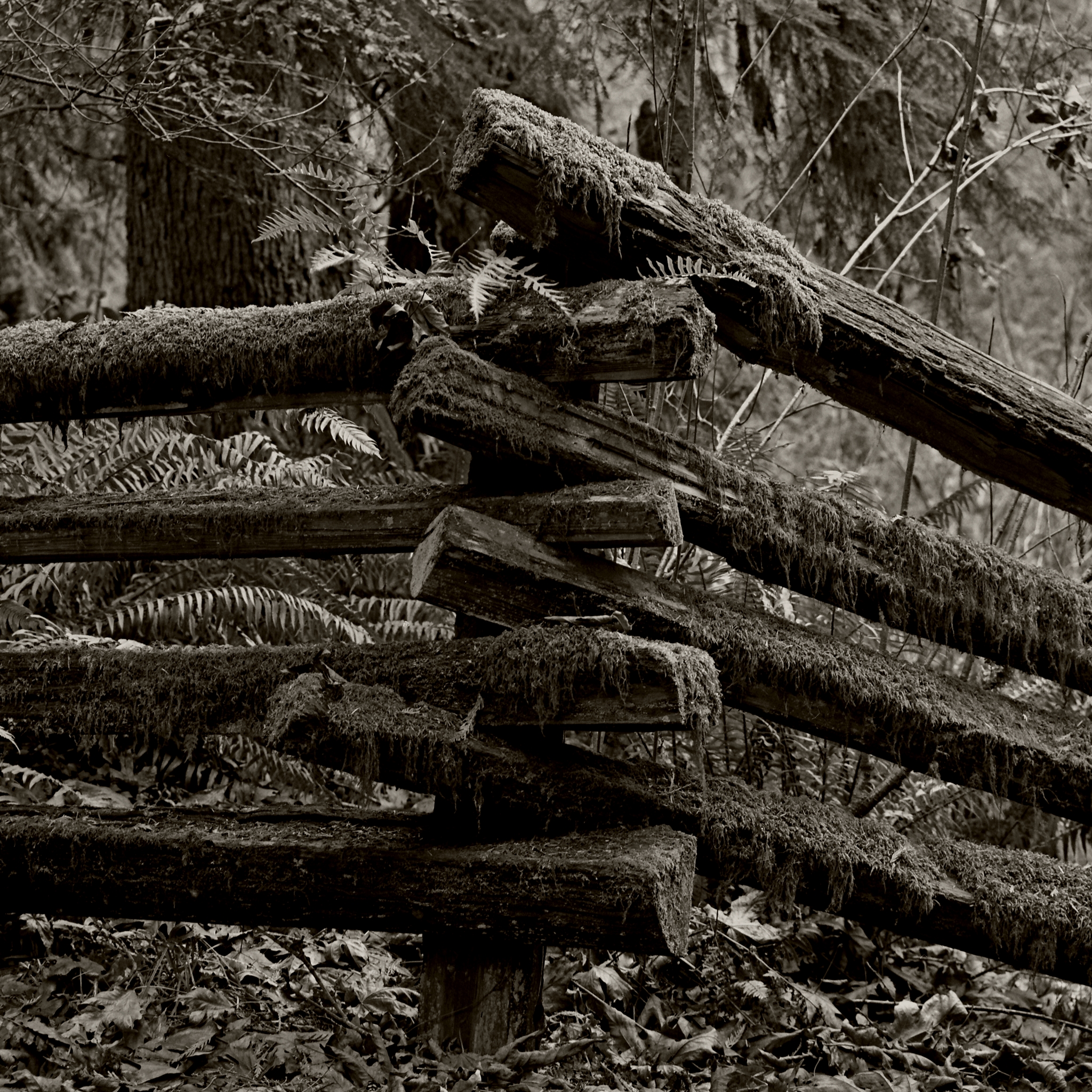 Forest Fence - Tynehead Park (MSA Gentle, Low, Slow Light)