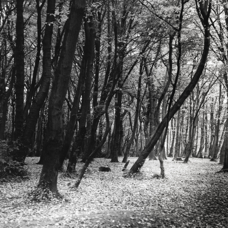 Forest Floor 1