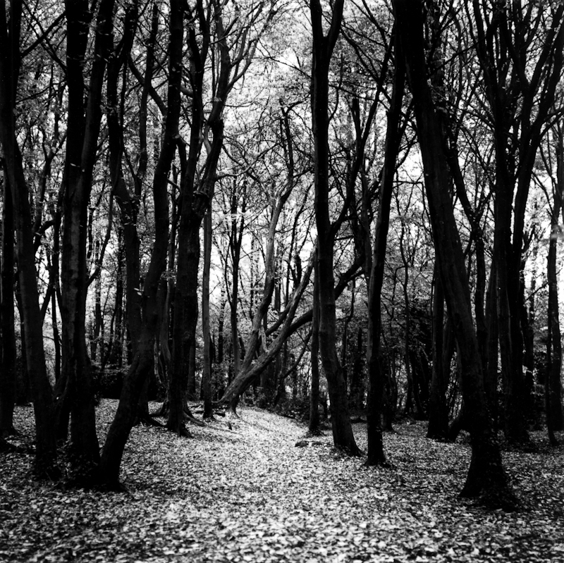 Forest Floor 2