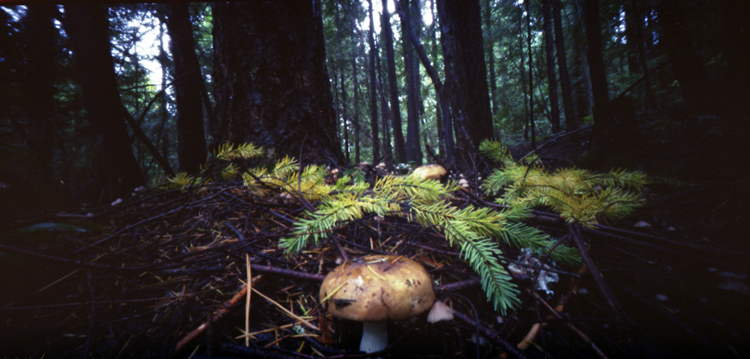 Forest Floor