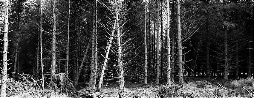 FOREST FRONT