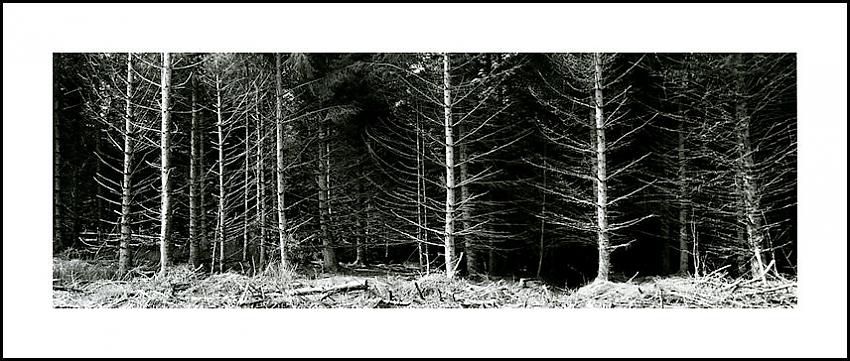FOREST FRONTAL