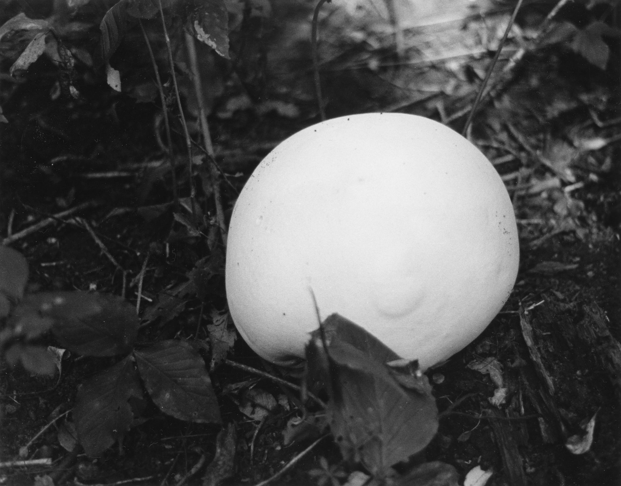 Forest Fungi-2