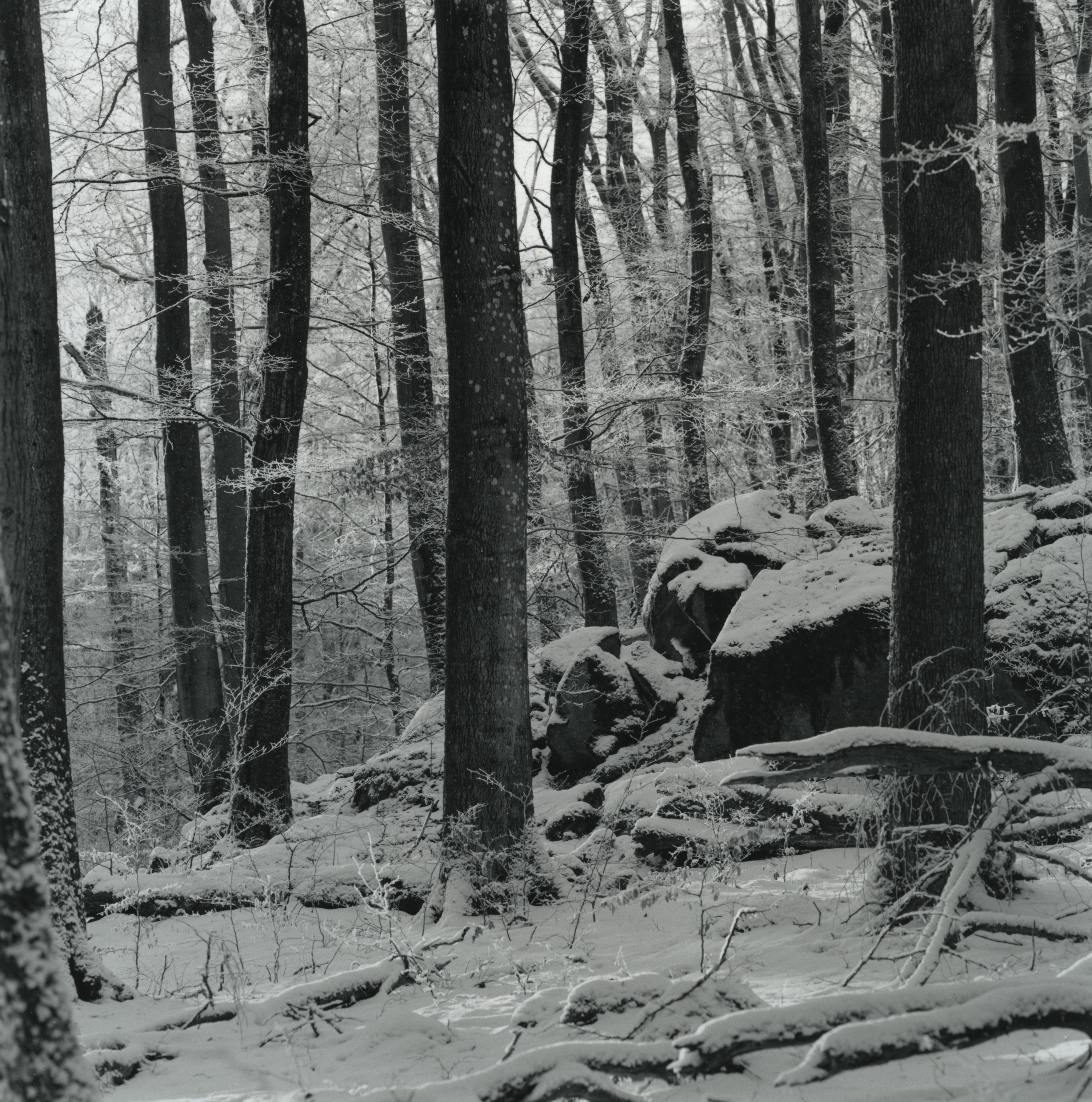 Forest in snow with rocks