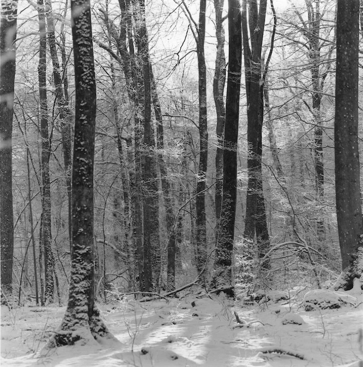 Forest in winter - 1