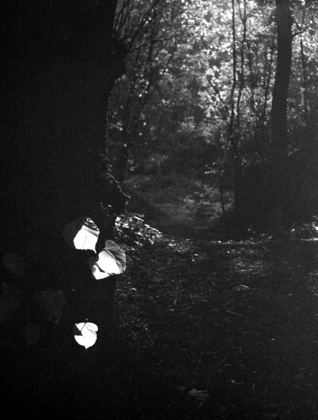Forest Leaves
