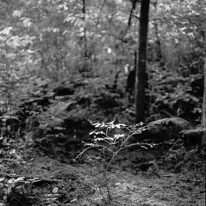 Forest light