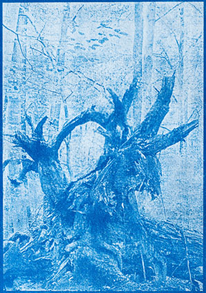 Forest Monster or a Dead Tree